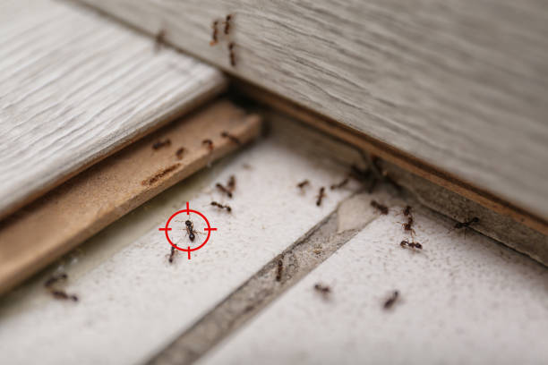 Best Pest Prevention Services  in Murphy, TX