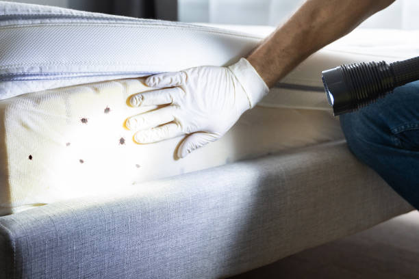 Best Flea Control Services  in Murphy, TX