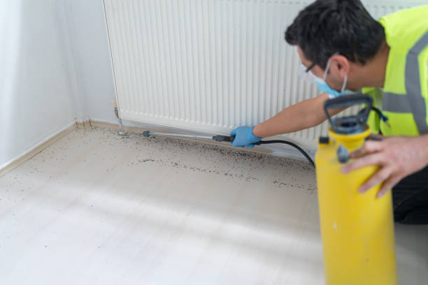 Best Wasp Removal Services  in Murphy, TX