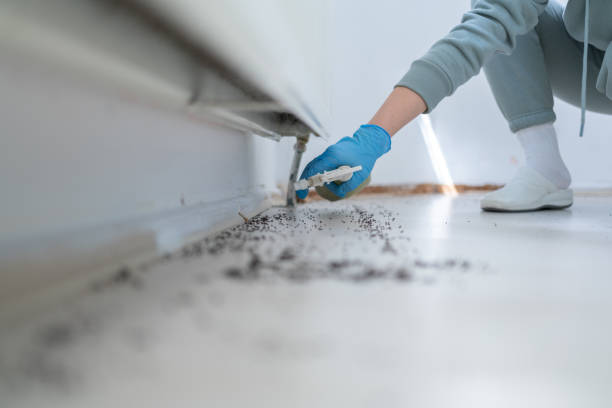 Best Termite Control Services  in Murphy, TX